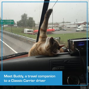 Meet Buddy, a travel companion to a Classic Carrier driver.